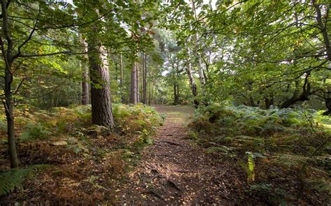 Woodland woodland woodland - Habitats. The UK’s woodlands are rich and diverse, supporting more invertebrates than any other habitat. From lush temperate forests, to orchards and old hunting grounds. Each is varied and complex, shaped by geology, …